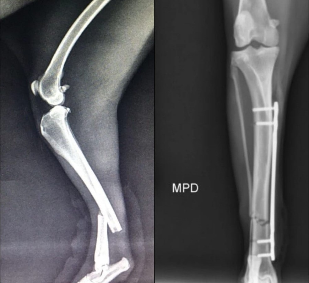 Placa foi fixada na tíbia, um osso da perna do animal. Antes de ser devolvido à natureza, o implante deverá ser removido — Foto: Diogo Garnica/VC no g1