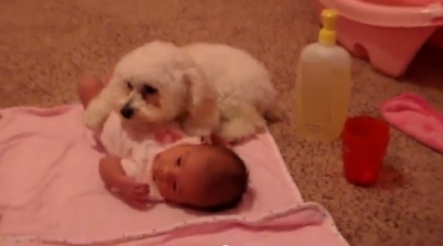 Cão da raça Poodle protege o bebê (Foto: Reprodução / YouTube)