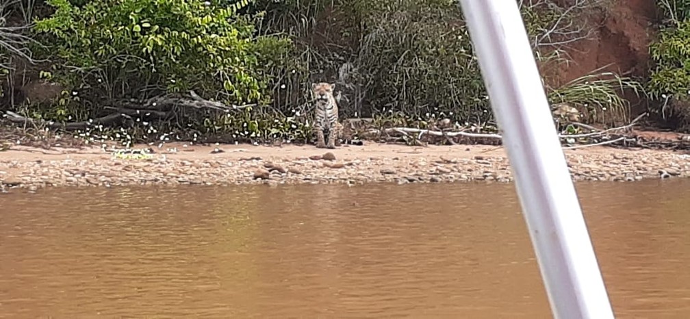 Vigilantes flagraram onça-pintada às margens do Rio Paranapanema — Foto: Reprodução/Facebook/Morro do Diabo