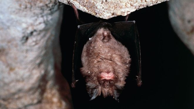 BBC - O morcego-de-ferradura-grande chinês (Rhinolophus ferrumequinum) é considerado o principal suspeito de ser a origem do surto de coronavírus (Foto: Getty Images via BBC News)