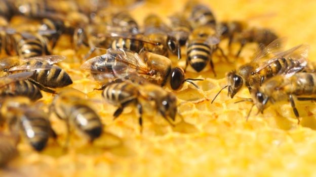 Recentemente, a União Europeia proibiu três inseticidas neonicotinoides que, segundo pesquisas, causavam morte de abelhas (Foto: Getty Images via BBC)