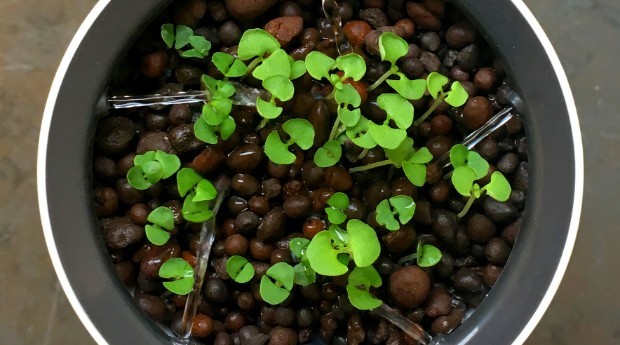 O dispositivo "rega" as plantas a cada oito horas (Foto: Divulgação)