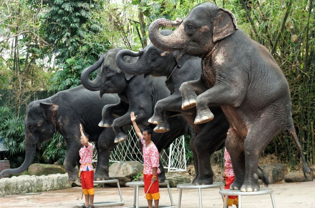 elefantes-tailandia-turismo (Foto: Reprodução World Animal Protection)