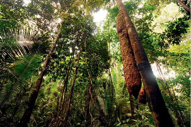 Amazônia (Foto: Shutterstock)