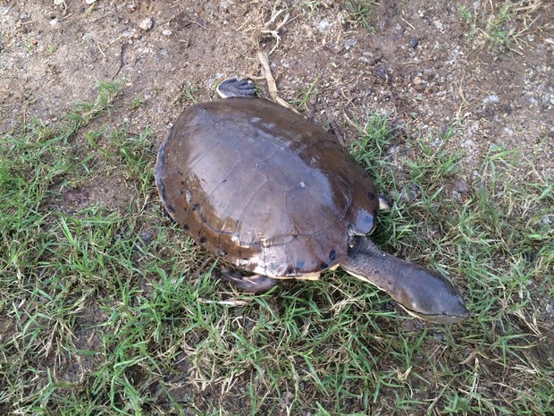 G1 - Cágado é resgatado e põe ovos em piquete de acampamento do RS ...