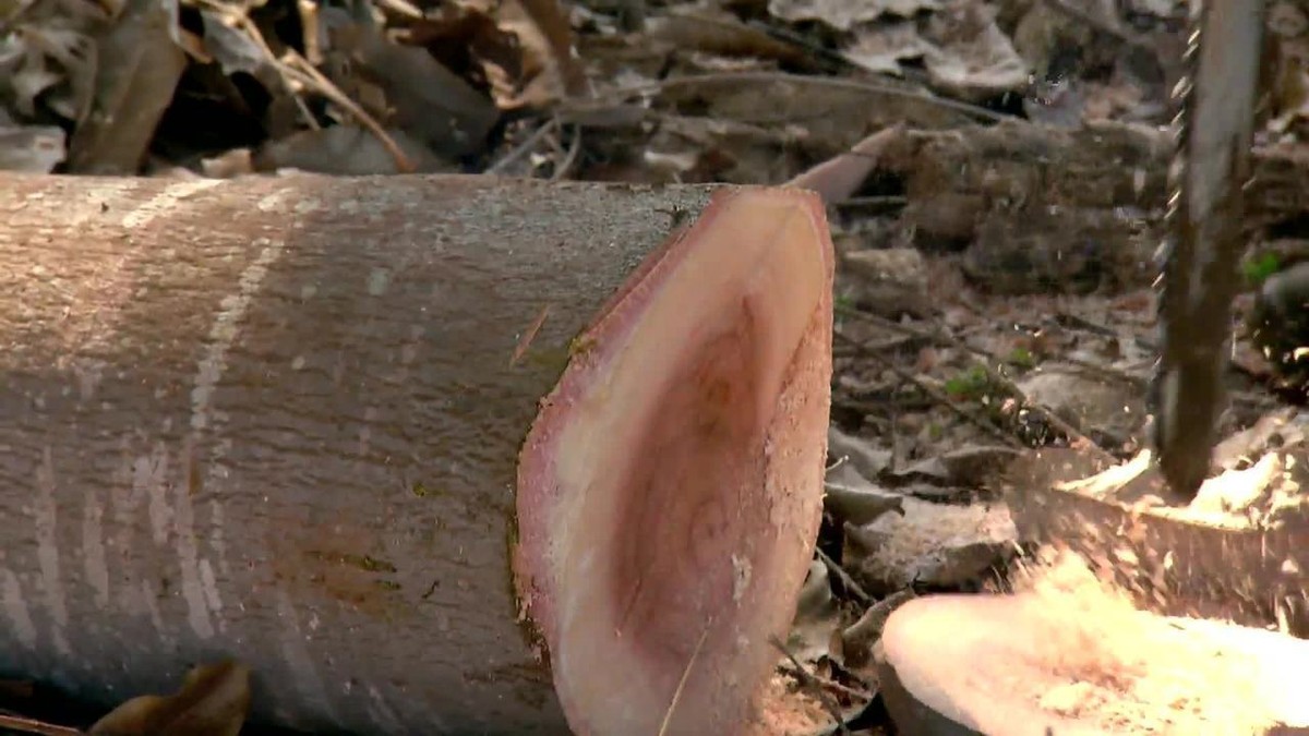 Globo Rural mostra cultivo de uma árvore majestosa, o mogno thumbnail