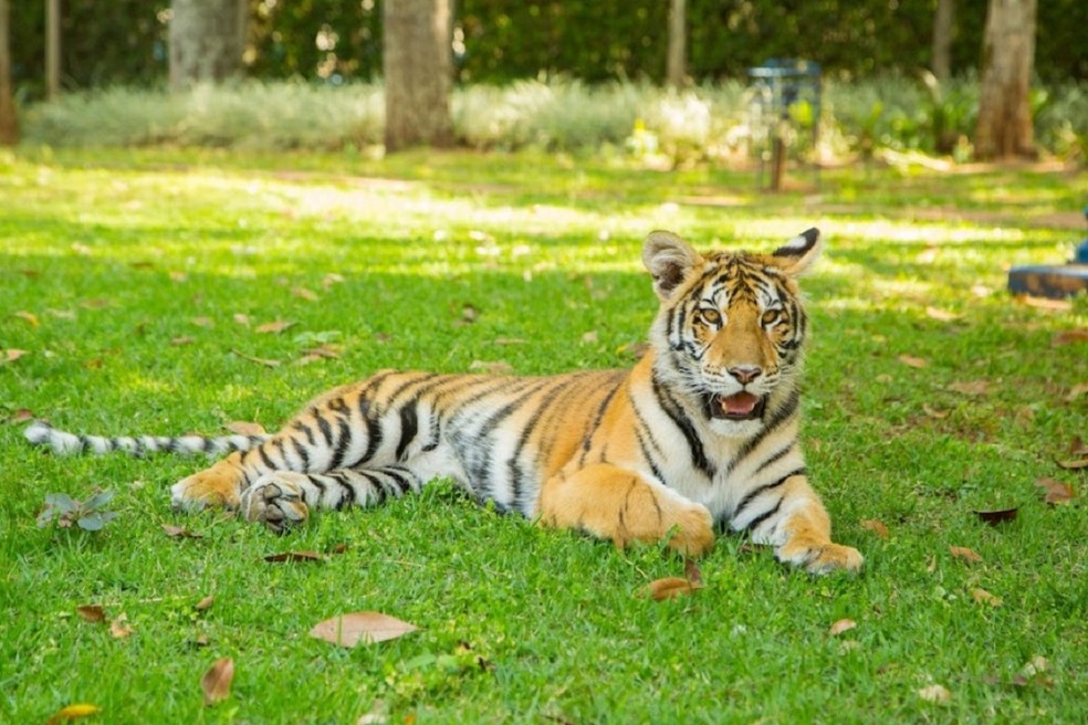 Outro tigre de bengala em Álvaro de Carvalho — Foto: Fazenda Kirongozi/Divulgação