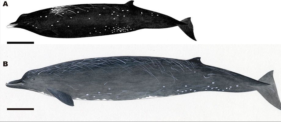 Ilustrações da (A) Berardius minimus e (B) B. bairdii já mostram a diferença entre as espécies (Foto: Divulgação)