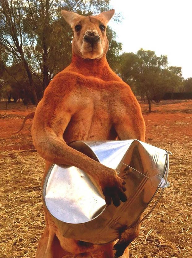 Segundo o cuidador, o passatempo preferido de Roger é amassar os baldes em que recebe sua comida (Foto: Reprodução/Facebook/The Kangaroo Sanctuary Alice Springs)