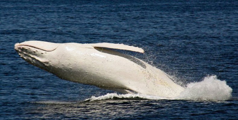 planeta_bicho_baleia_albina (Foto: Reprodução/Migaloo White Whale)