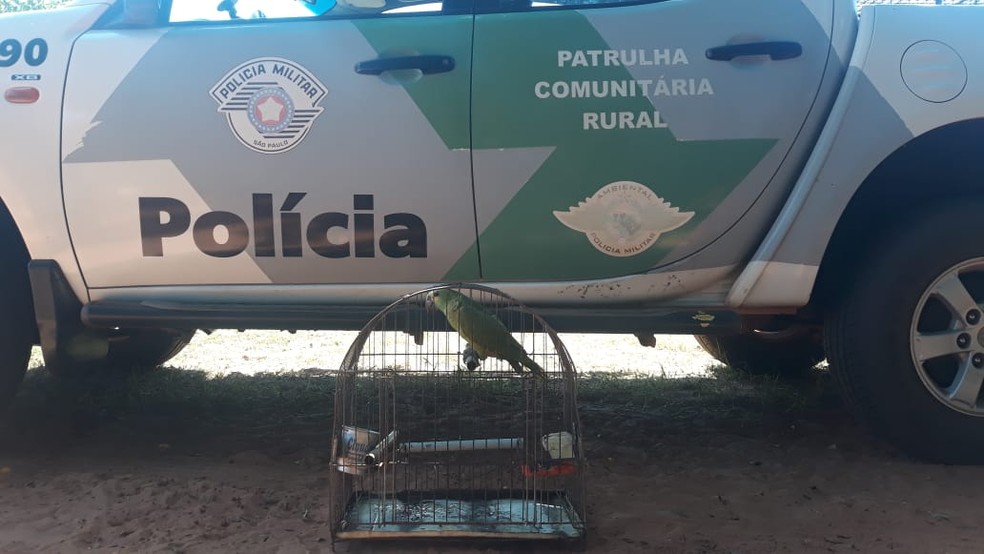 Papagaio estava em um sítio em Caiuá — Foto: Polícia Ambiental