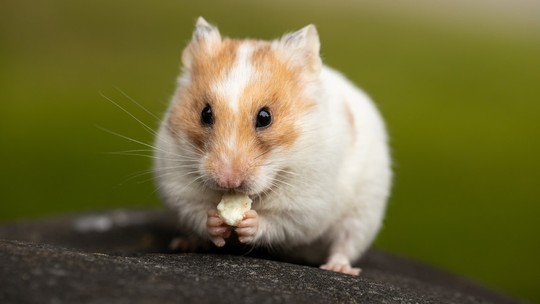 Hamster pode comer pão? Veterinários esclarecem dúvidas sobre dieta