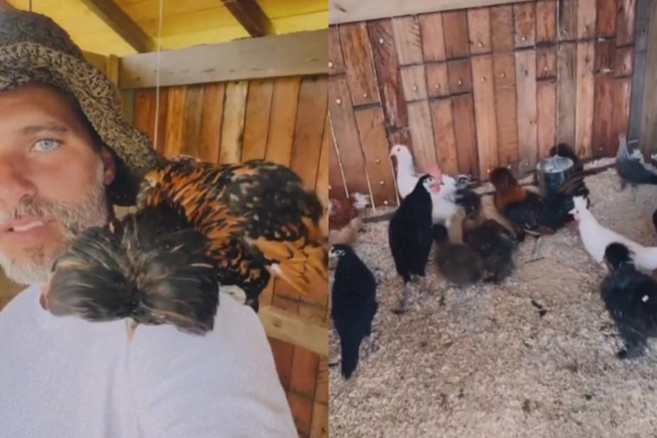 Bruno Gagliasso filma galinhas de estimação em rancho