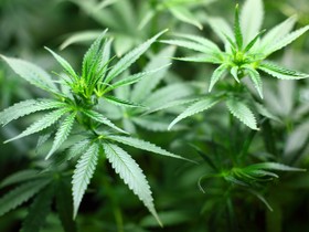 Ministros do STJ liberam cultivo de cannabis com fins medicinais