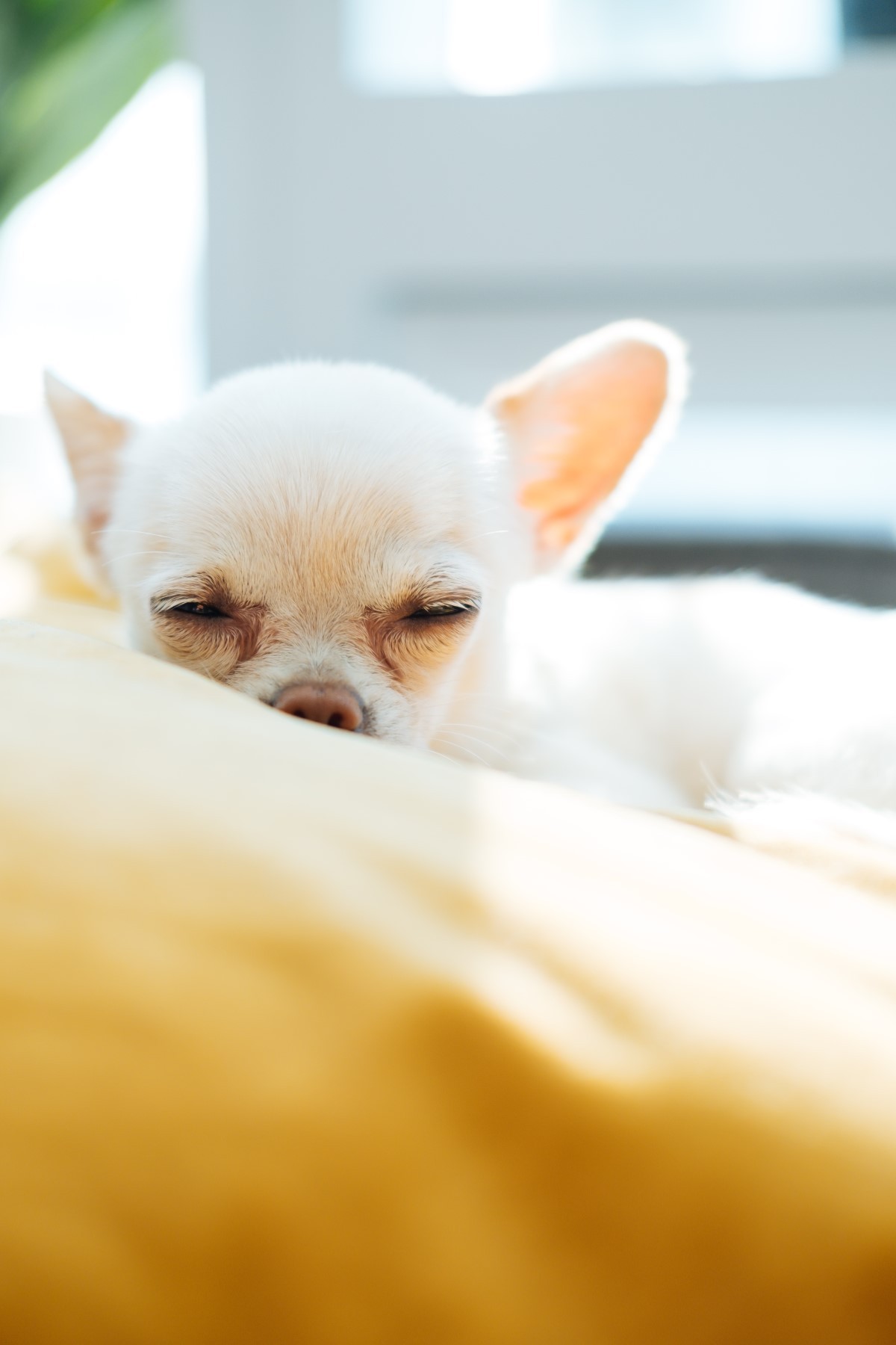 Além de equilibrar as emoções, o Reiki pet também é capaz de ajudar no sistema imunológico  (Foto: Pexels/ Mister Mister/ CreativeCommons)