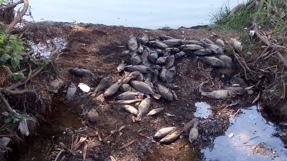 Desde sexta-feira (31) moradores encontram os peixes mortos â€” Foto: Guilherme Ribeiro/Arquivo Pessoal