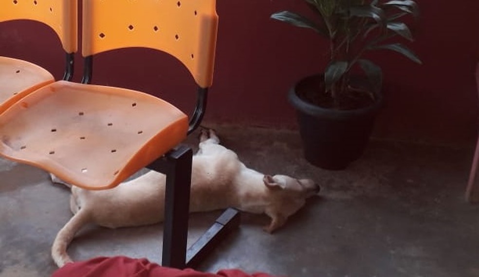 Cão é o 25º animal morto supostamente por envenenamento em MT — Foto: TVCA/Reprodução