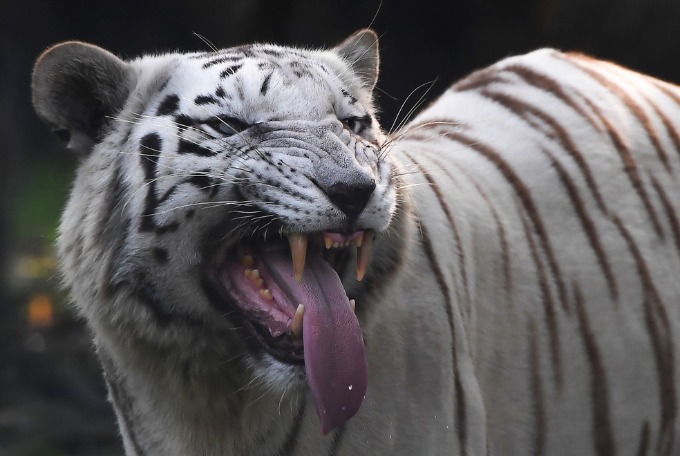 Tigre Branco Raro Mata Cuidador Em Zoologico No Japao Mundo G1 Obtenha fotos e imagens isentas de royalties de tigre branco na istock. tigre branco raro mata cuidador em