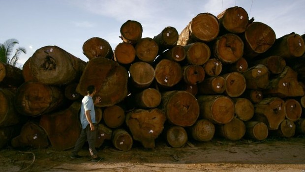 BBC Toras de árvores amazônicas prontas para serem vendidas em depósito próximo ao rio Jamari, em Rondônia. (Foto: BBC News Brasil)