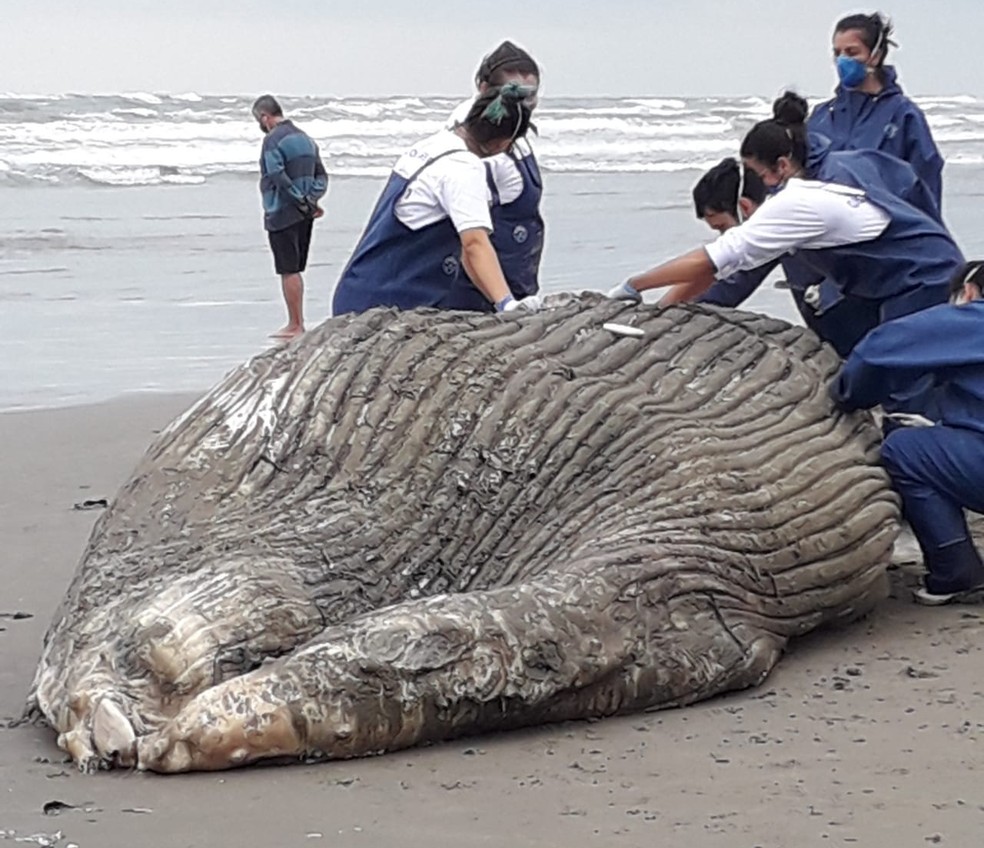 Baleia Jubarte De 7 Metros E Encontrada Em Estado De Decomposicao No Litoral De Sp Santos E Regiao G1