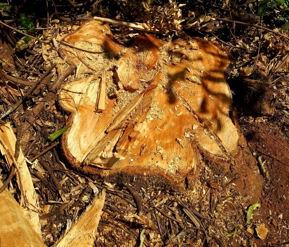 Fazendeiro levou multa de mais de R$ 11 mil pelo corte de 39 árvores em Sandovalina — Foto: Polícia Militar Ambiental