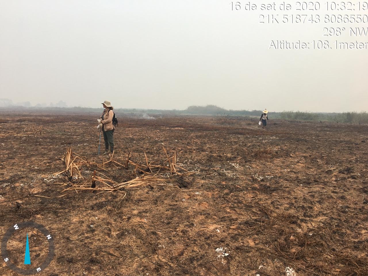 Pantanal deve levar pelo menos 5 anos sem queimadas para recuperar ecossistema, diz pesquisador thumbnail