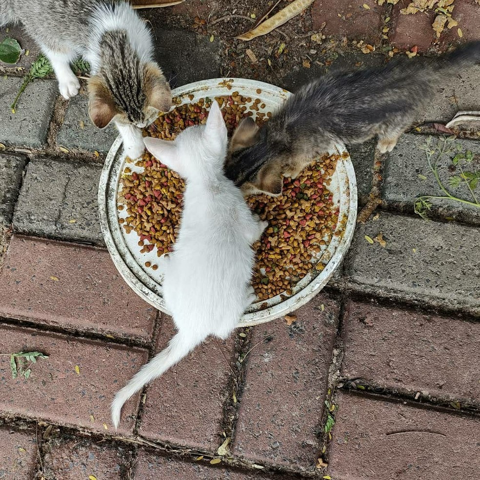 Gatinhos da Marechal: casal cria projeto para ajudar animais abandonados — Foto: Reprodução/Instagram