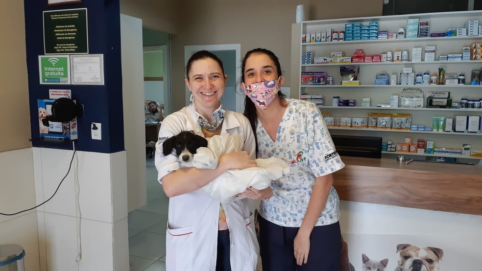 Cachorrinha estava bastante desidratada, pois pode ter ficado vários dias presa no penhasco — Foto: Arquivo pessoal/Juliana Maria Guarnieri