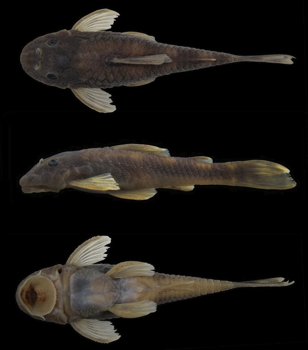 Peixe encontrado no interior da Paraíba recebe nome que homenageia Jackson do Pandeiro — Foto: Divulgação/Projeto Peixes da Caatinga