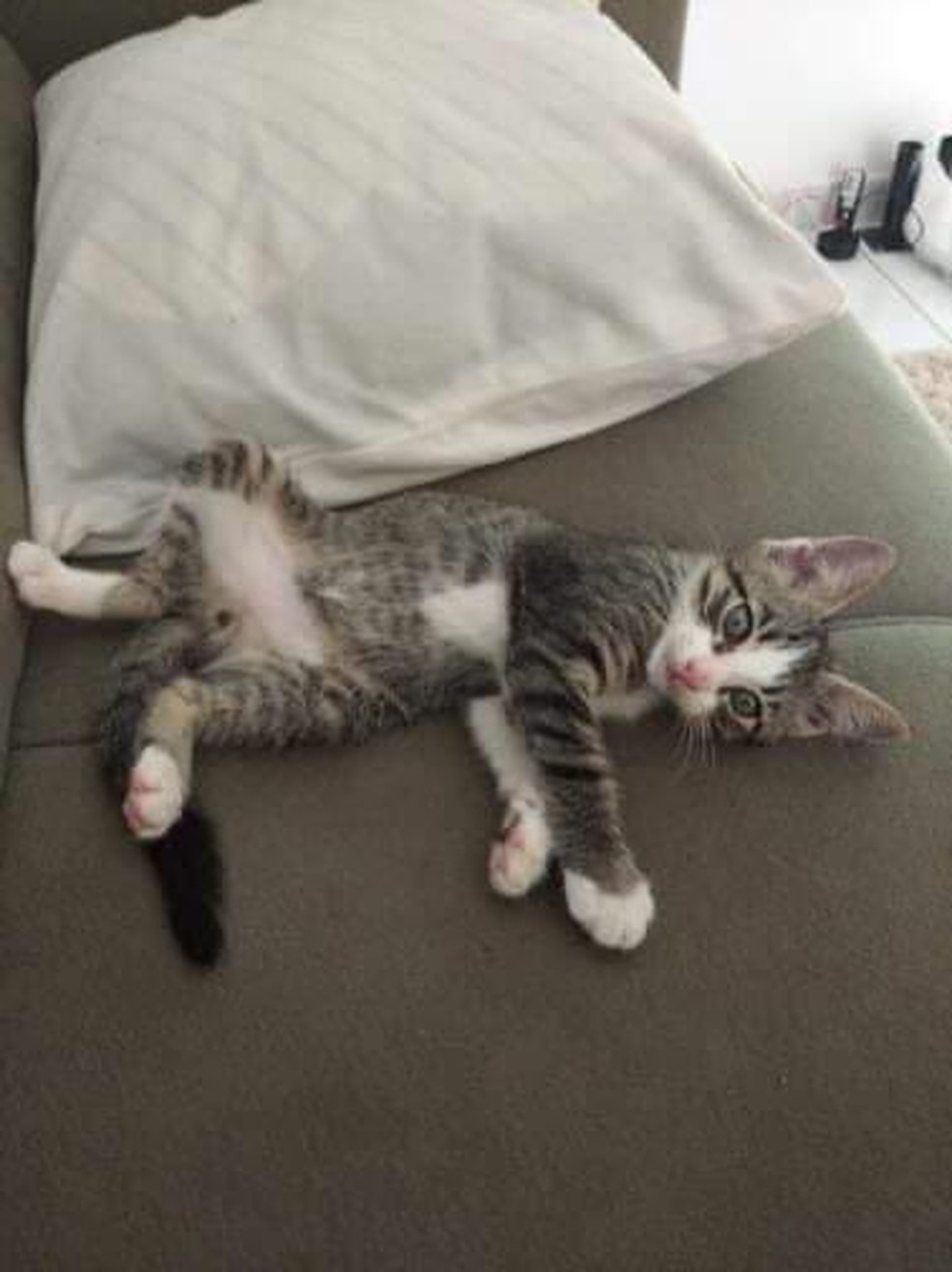 Entre os gatos mortos, havia um ainda nos primeiros meses de vida — Foto: Divulgação