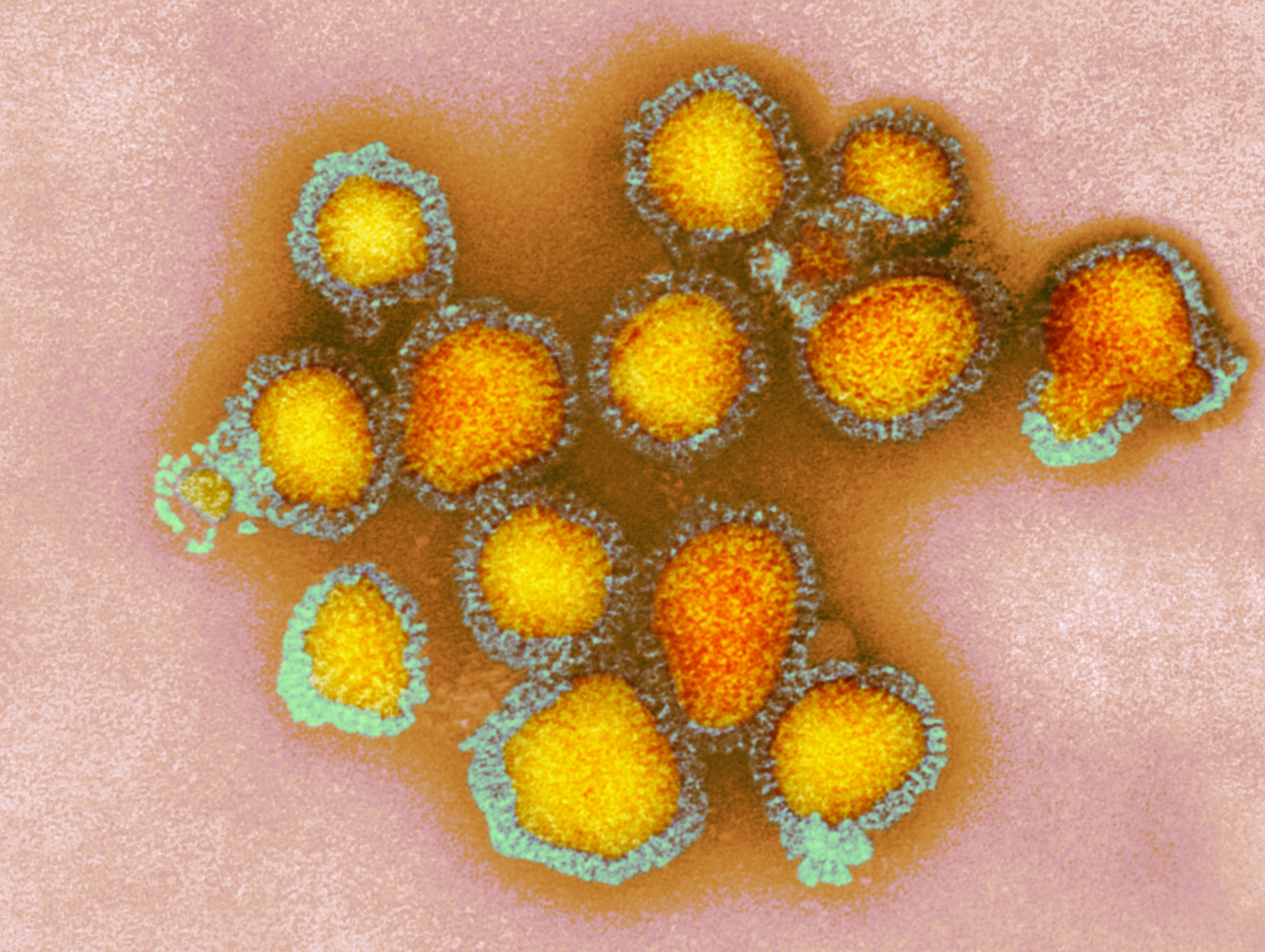 Vírus influenza H3N2 (Foto: Getty)