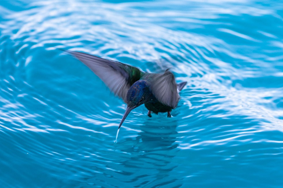 Beija-flor-tesoura foi flagrado a 85 km da costa em Itanha&eacute;m (SP) e despertou curiosidade por ter provado um pouco da &aacute;gua do mar &mdash; Foto: Rita Carvalho/VCnoTG