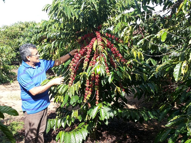 G1 - Máquina reduz custo da colheita do café conilon e robusta em Rondônia  - notícias em 4 Rondonia Rural Show 2015