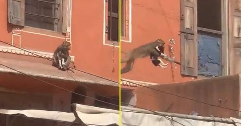 Macaco 'sequestra' cachorro e foge pelos telhados de mercado na Índia