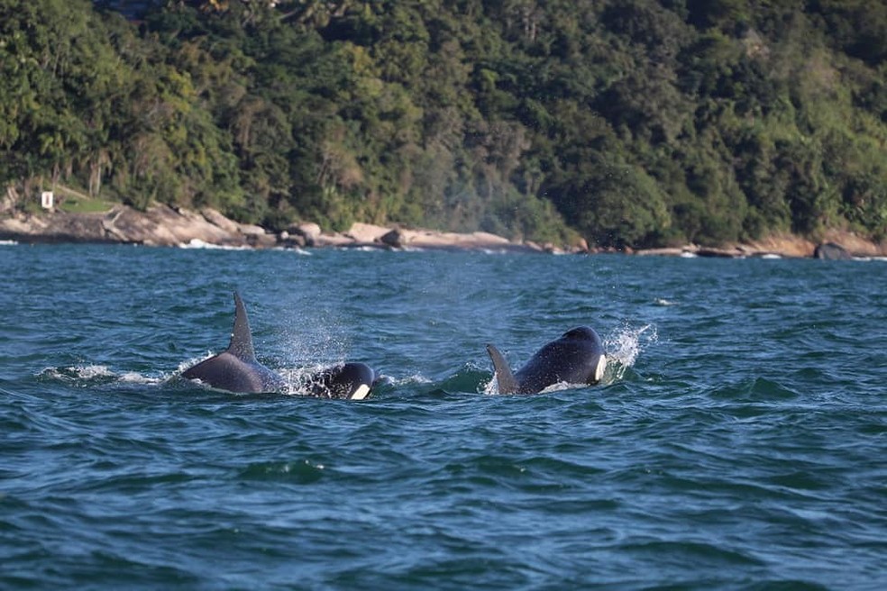 Orcas sÃ£o vistas no canal de SÃ£o sebastiÃ£o (Foto: Manuel Albaladejo / Instituto Argonauta)