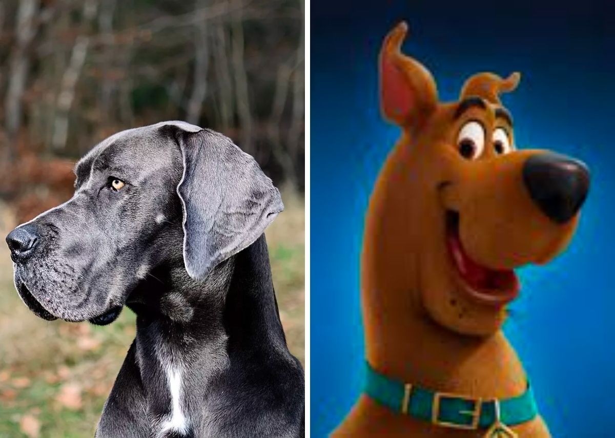 Apesar de seu porte grande, o bloodhound é um cão sociável e amigável para companhia familiar (Foto: Pixabay/ CreativeCommons | Warner Bros/ Reprodução)