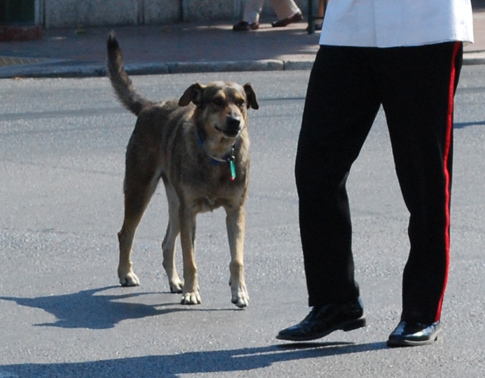 O cão grego Loukanikos durante a troca da guarda do Parlamento, em Atenas (Foto: Jean Housen / Wikimedia Commons / CreativeCommons)