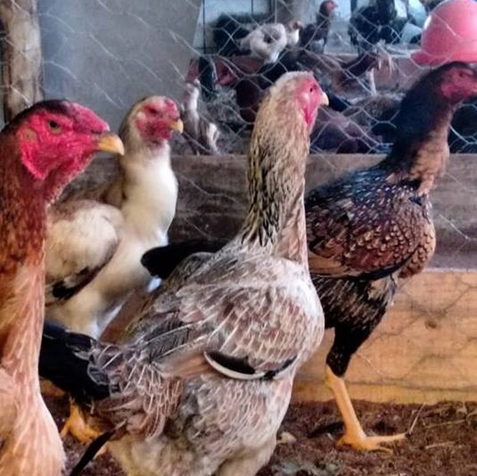 Galos que têm 1,05 m, por exemplo, custam entre R$ 800 e R$ 1,4 mil (Foto: Arquivo Pessoal/Filipe Godinho)