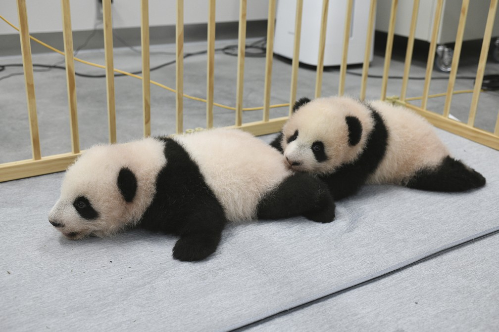 Os filhotes de panda gêmeos Lei Lei (esquerda) e Xiao Xiao, nascidos no Ueno Zoo, de Tóquio, no Japão, em foto divulgada no dia 4 de outubro — Foto: Tokyo Zoological Park Society via AP