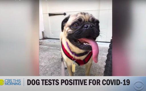 cachorro nos eua testa positivo para covid 19 apos familia se infectar revista galileu ciencia