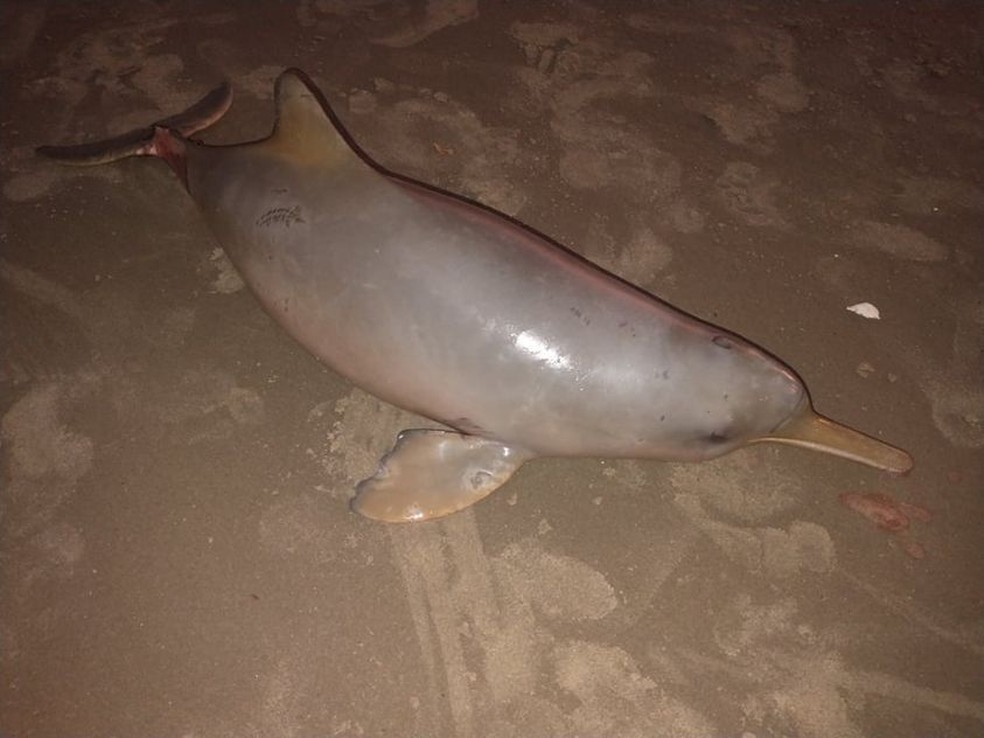 Toninha é encontrada sem vida na Praia de Maracanã, em Praia Grande/SP.  — Foto: Reprodução/ Praia Grande Mil Grau 