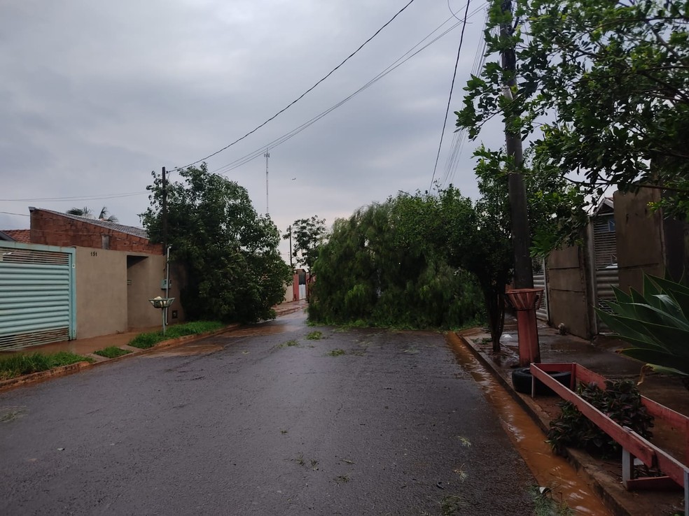 Queda de árvore na Vila Fernanda. — Foto: Telespectador Tv Morena