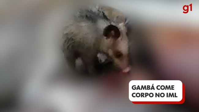 Gambá é flagrado comendo corpo no IML do Rio de Janeiro