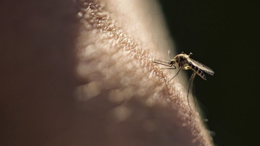 Mosquito que transmite a malária, doença que ainda mata 400 mil pessoas por ano no mundo — Foto: Getty Images