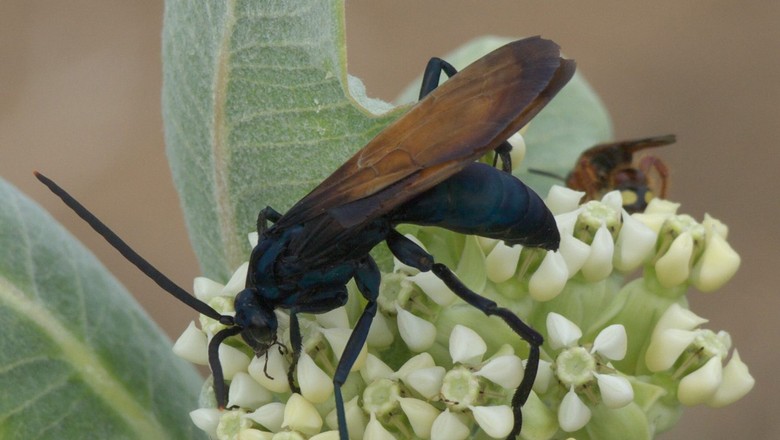 Vespa gigante - Portal de Zoologia