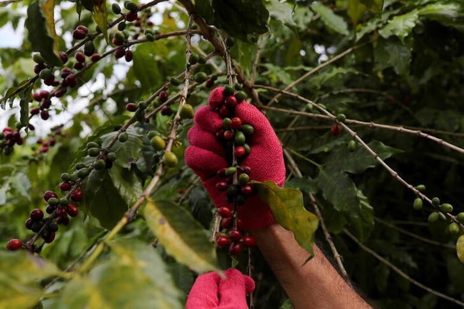 Produção de café arábica foi estimada em 38,6 milhões de sacas, aumento de 13,7% frente ao ano anterior