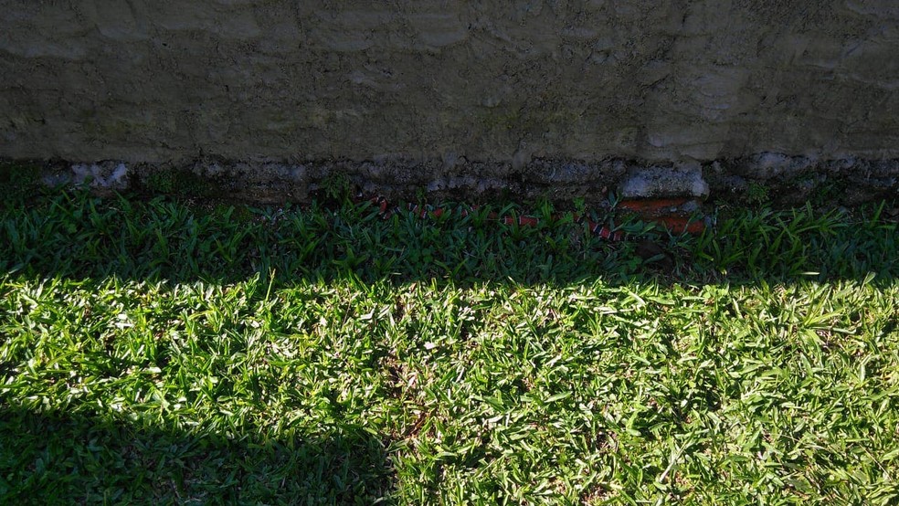 Coral-verdadeira foi recolhida e solta na mata — Foto: Corpo de Bombeiros/Divulgação