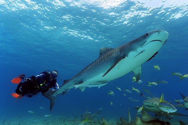 Lawrence mergulhando com um Tubarão Tigre  (Foto: Divulgação/Lucas Pupo)