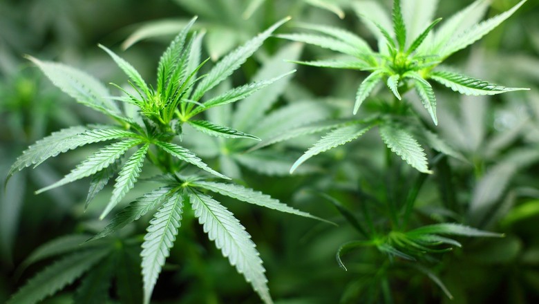 maconha cannabis (Foto: Pixabay)