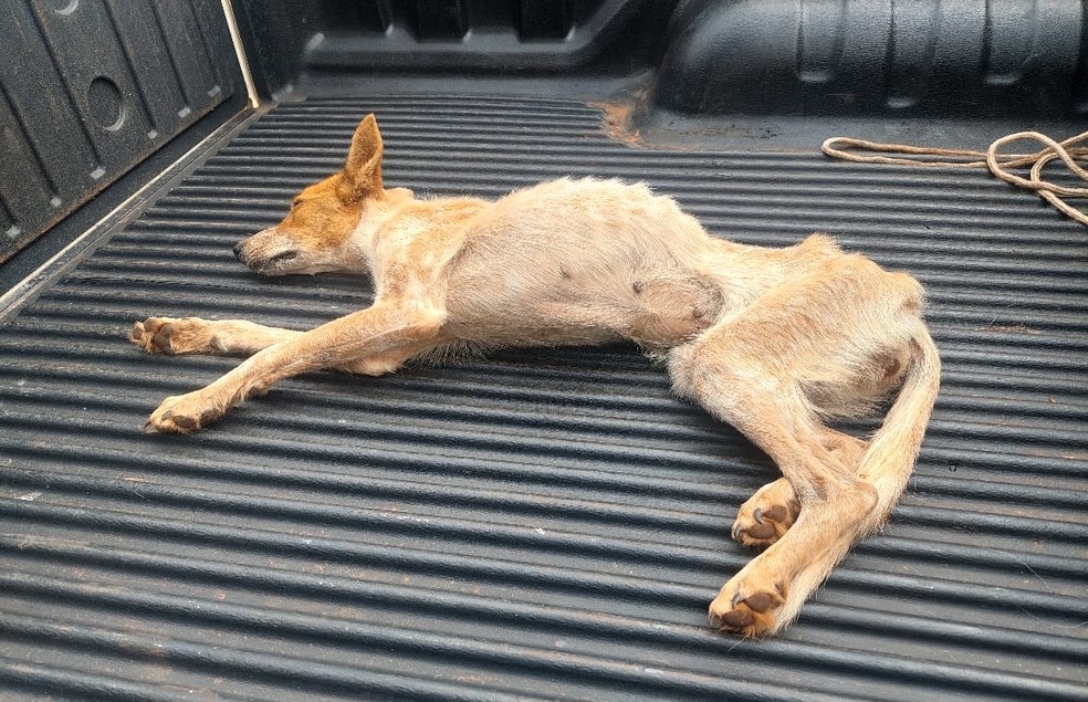 Cão foi resgatado em situação de maus-tratos em Presidente Venceslau (SP) — Foto: Polícia Ambiental